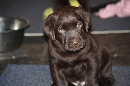 choko en mørkebrun labrador